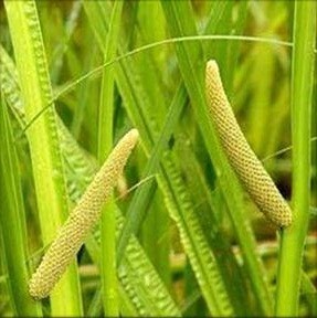 Acorus Calamus Live Indian Garden Plants