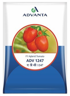 Advanta ADV 1247 F1 Hybrid Seeds – 10g | High‑Yield Red Tomato Variety