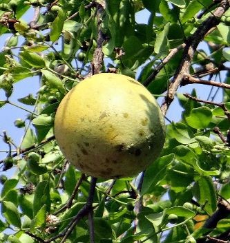 Aegle Marmelos Live Indian Garden Plants