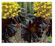 Aeonium Arboreum Succulent Plants