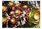 Aeonium Cyclops Succulent Plants