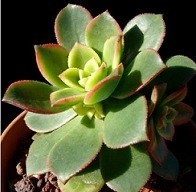 Aeonium Decorum Tricolor Succulent Plants