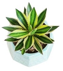 Agave Lophantha Ghaypat Succulent Plants