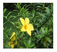 Allamanda Cathartica Flowering Plants