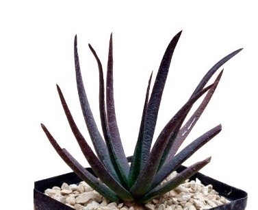 Aloe Black Beauty Succulent Plants