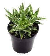 Aloe Juvenna Succulent Plants 