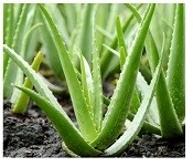 Aloe Vera Succulent Plants 