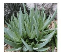 Aloe Walmsleys Blue Succulent Plants