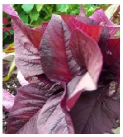 Amaranth Red Leaf Seeds