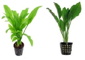 Amazon Sword Plants