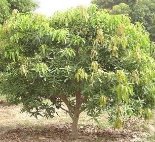 Amrapali Mango Live Indian Garden Plants