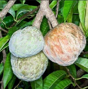 Annona Reticulata Live Indian Garden Plants