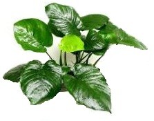 Anubias Broadleaf