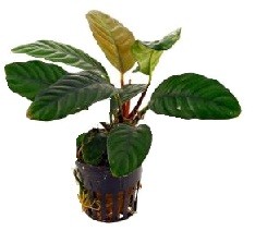 Anubias Coffefolia