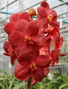 Ascocenda Orchid Plants AMB1047