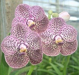 Ascocenda Orchid Plants AMB1050