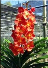 Ascocenda Orchid Plants AMB1053