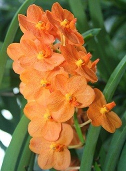 Ascocenda Orchid Plants AMB1055
