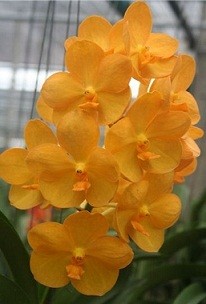 Ascocenda Orchid Plants AMB1056