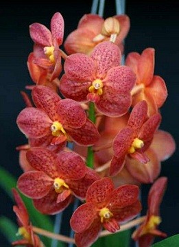 Ascocenda Orchid Plants AMB1062