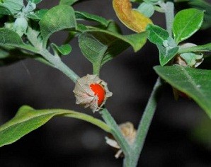 Ashwagandha Live Indian Garden Plants