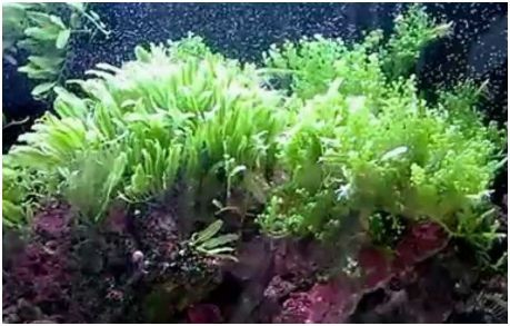 Assorted Green Macroalgae