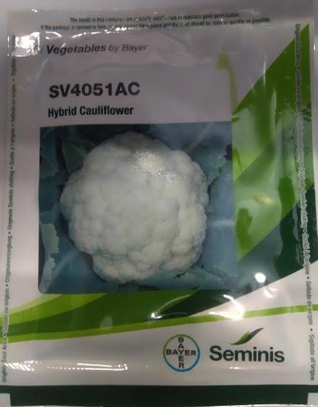 BAYER Seminis SV4051AC Hybrid Cauliflower Seeds