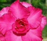 Blooming Eros Adeniums Obesum Plants