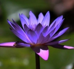 BlueTropical Water Lily Live Plants
