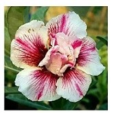 Blushing Floret Adeniums Obesum Plants