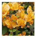 Bougainvillea Golden Flowering Plants