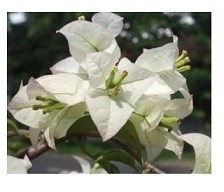 Bougainvillea White Flowering Plants