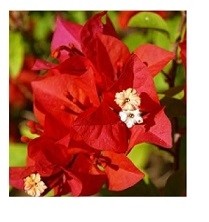 Bougainvillea Red Flowering Plants