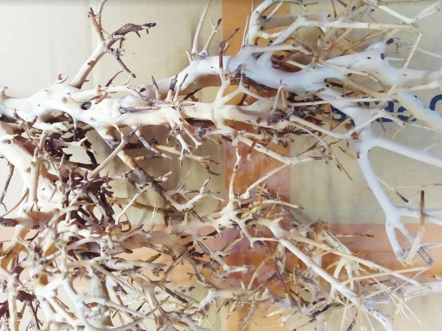 Branches Driftwood – Lightweight Malaysian Driftwood for Shrimp & Nano Tanks