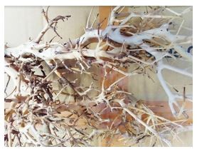 Branches Driftwood Shrimps Substrate