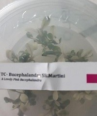 Bucephalandra Martini 