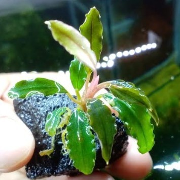 Bucephalandra Phantom Green