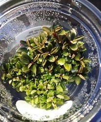 Imported Tissue Culture Bucephalandra Sp Red Mini