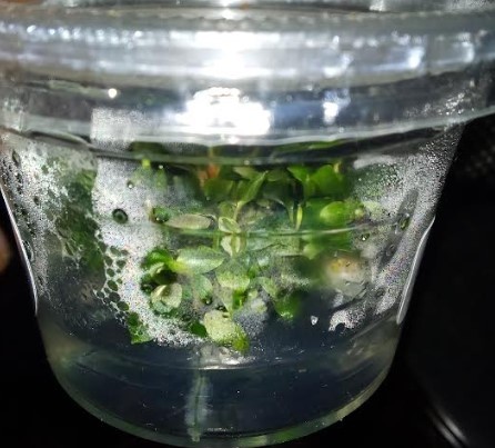 Imported Tissue Culture Bucephalandra Sp Sintang Mini Round Cup 