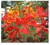 Caesalpinia Pulcherrima Flowering Plants