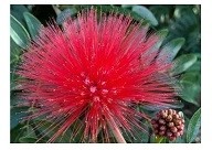 Calliandra Haematocephala Flowering Plants