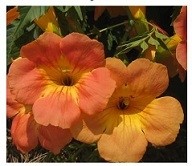 Campsis Grandiflora Flowering Plants