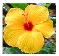 Exotic Yellow Hibiscus Flowering Plants