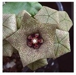 Caralluma Hexagona Succulent Plants