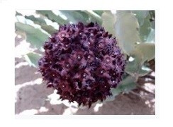 Caralluma Umbellata Succulent Plants