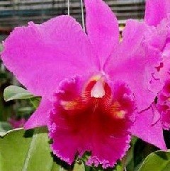 Cattleya Orchids Plants CMB1134