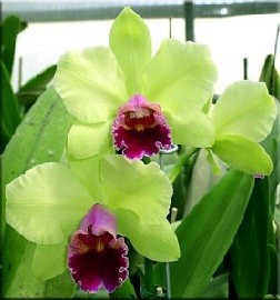 Cattleya Orchids Plants CMB1113