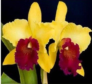 Cattleya Orchids Plants CMB1114
