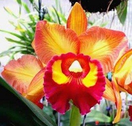 Cattleya Orchids Plants CMB1115