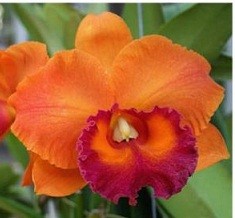 Cattleya Orchids Plants CMB1116